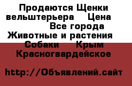 Продаются Щенки вельштерьера  › Цена ­ 27 000 - Все города Животные и растения » Собаки   . Крым,Красногвардейское